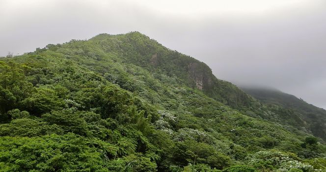 Puerto Rico Rainforest And Mountains.