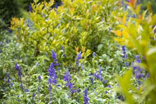 Purple salvia plants,Selective focus
