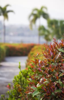 Blurry garden path