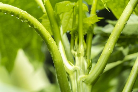 Papaya tree closeup wallpaper