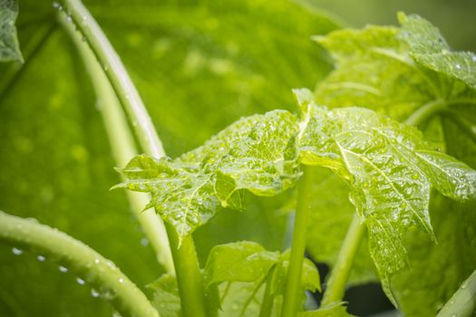 Papaya tree closeup wallpaper