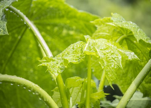 Papaya tree closeup wallpaper