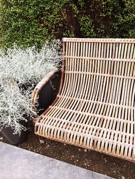 Retro style bench and silver decorative plant Calocephalus Brownii in the summer garden.