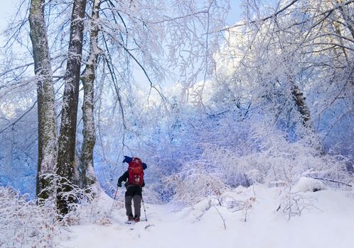 Tourist with a backpack in a blue snowy forest. Trees covered with snow. Winter walking tour in woodland. Ukraine.