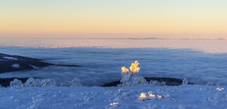 Scenic winter landscape above the clouds. The sky is clear. Dusk. snow-covered tree in the foreground. Clouds on the background blurred