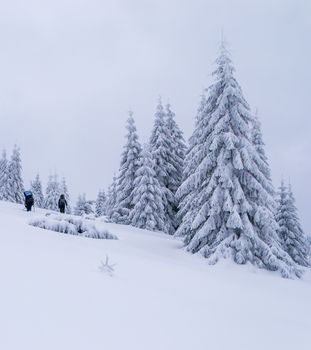 Two tourists hikes on snow. Bad weather. Large snow covered spruce trees near them. Winter
