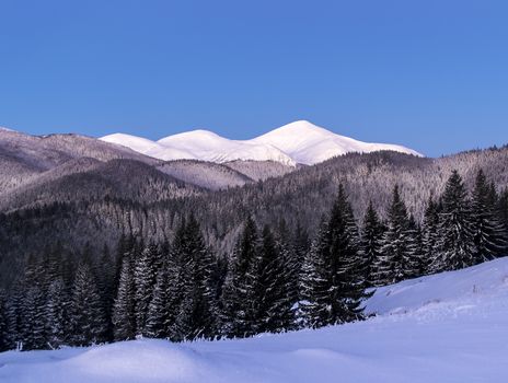 Winter morning landscape of three snowy mountain peaks. Fir forest. Twilight before dawn. Clear blue sky. Ukrainian Carpathians