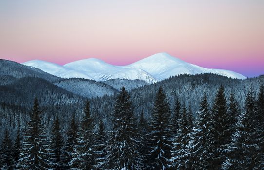 Winter morning scene of three snowy mountain peaks. Dark spruce forest in snow. Dawn. Clear sky. Ukraine. Carpathians