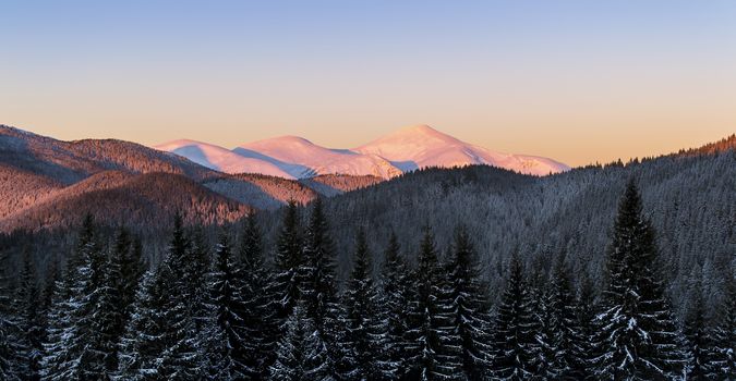 Winter scene of three snowy mountain peaks. Dark spruce forest in snow. Pink sunlight on the slopes. Clear sky. Ukraine. Carpathians