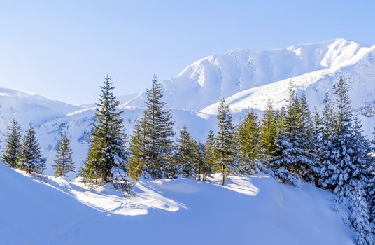 Bright winter mountain landscape. The trail in the snow. Trees in sunlight. High ridge with steep slopes. Clear blue sky