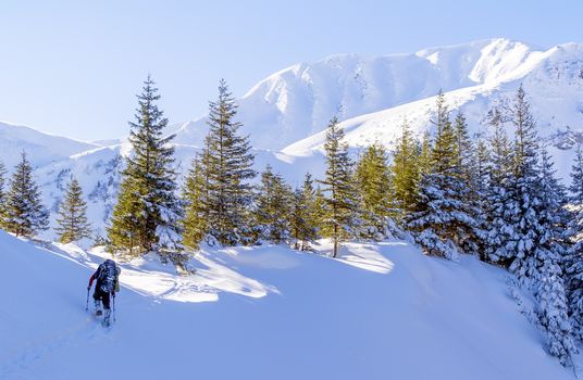 Winter mountain trekking. The man hikes on footpath in the snow. Trees in sunlight. High ridge with steep slopes. Clear blue sky. Ukraine. Carpathians