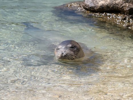 Mediterranean monk seal relax on sea shallows 