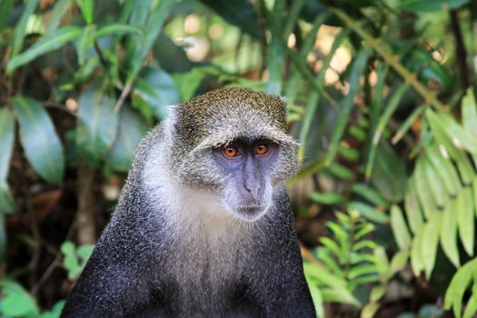 Wild monkey face jungle wildlife green background on Zanzibar. Tanzania