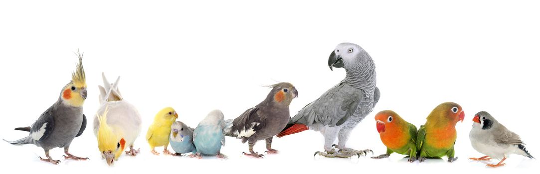 common pet parakeet, African Grey Parrot, lovebirds, Zebra finch and Cockatielin front of white background