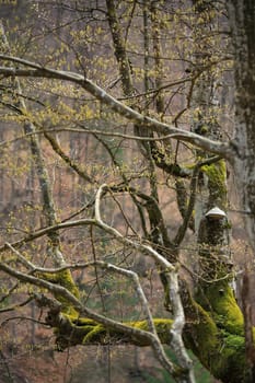 Spring trees in the park. April fresh leaf. Carpathian hills