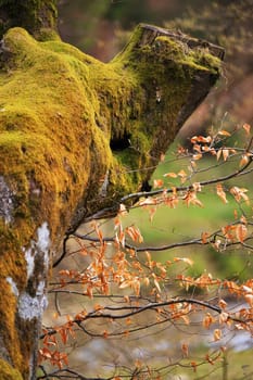 Spring trees in the park. April fresh leaf. Carpathian hills