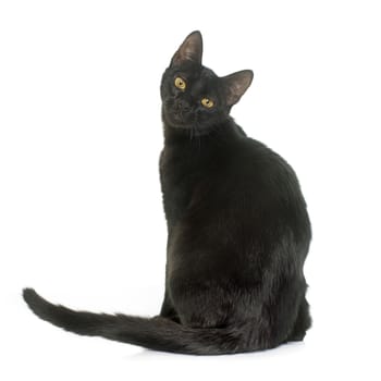 black young cat in front of white background