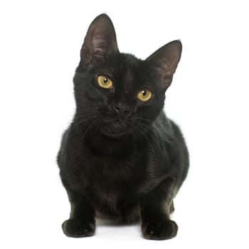 black young cat in front of white background