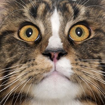 maine coon cat in front of white background