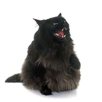 angry black cat in front of white background