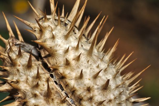 A dry fruit showing their thorns around the mouth where the seeds are.