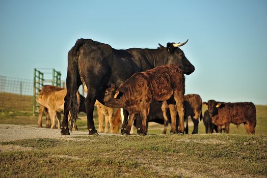 A calf is drinking milk from his mother in a farmland in Cáceres (Extremadura, Spain)