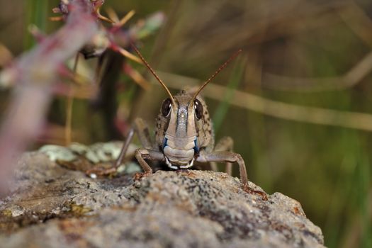 A grasshopper staring quietly at the camera in Cáceres (Extremadura, Spain)