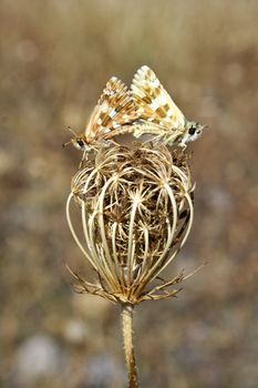 In summer, butterflies mate to produce offspring. These animals were photographed in Pinilla del Valle (Madrid, Spain).