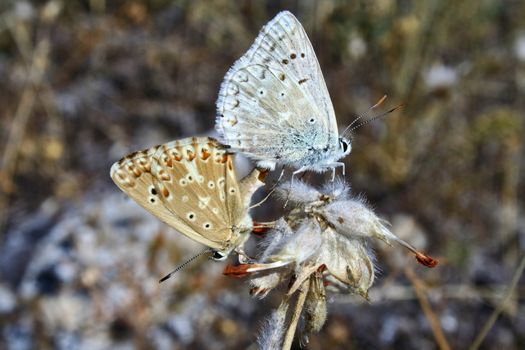 In summer, butterflies mate to produce offspring. These animals were photographed in Pinilla del Valle (Madrid, Spain).