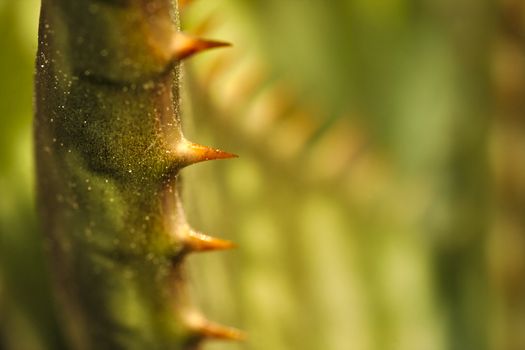 The edges of leaves of many species have thorns in order to prevent being eaten by animals.