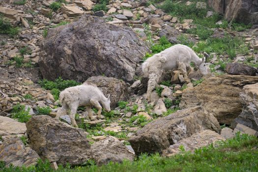 Mountain Goats in Glacier National Park.