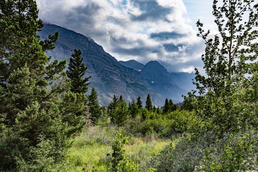 A field of flowers at the Continental Divide in Glacier National Park.