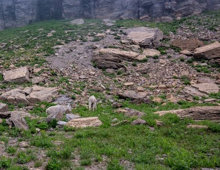 Mountain Goats in Glacier National Park.