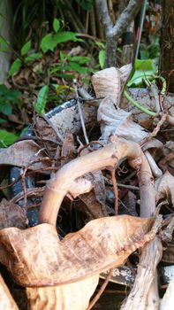 Died leaves in the garden