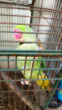 Green parrot bird in the cage