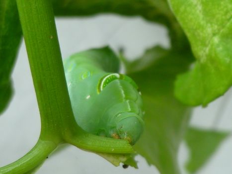 A Big Worm on the Green Leaf