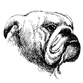 Head of bulldog hand draw vector