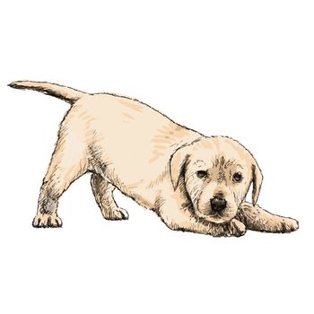 Image of Labrador Retriever puppy hand drawn vector