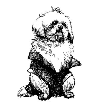 Shih tzu with shirt, hand drawn vector.