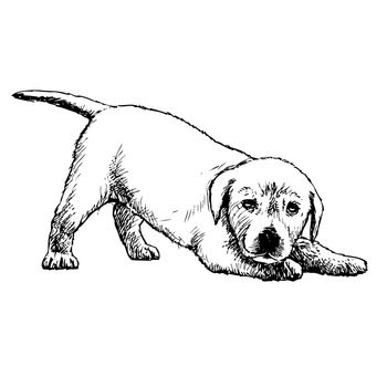 Image of Labrador Retriever puppy hand drawn vector