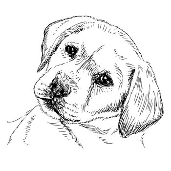 Image of Labrador Retriever puppy hand drawn vector