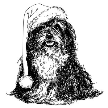 Shih Tzu with santa claus hat hand drawn vector , use for christmas background