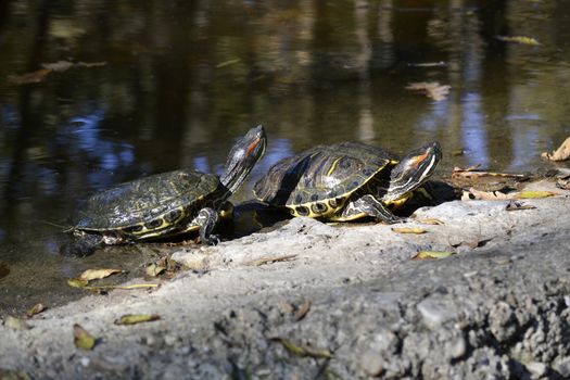 Two turtles worming up in the sun near a pond. Basking