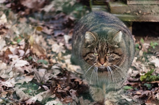 Wildcat searching for food in a forest