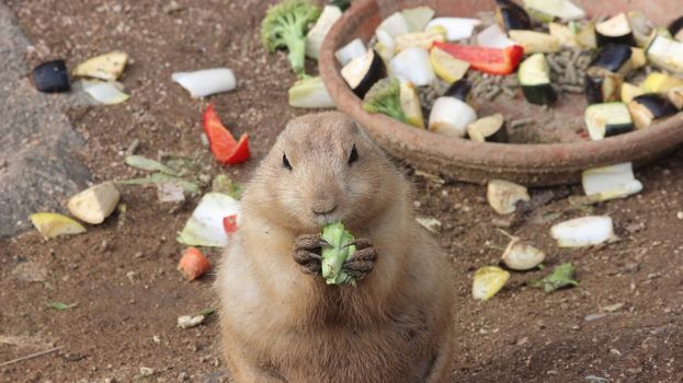 Prairie Dog Eating Lettuce