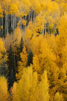 yellow aspen tree from colorado in autumn