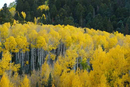 yellow aspen tree from colorado in autumn