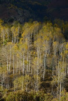 yellow aspen tree from colorado in autumn