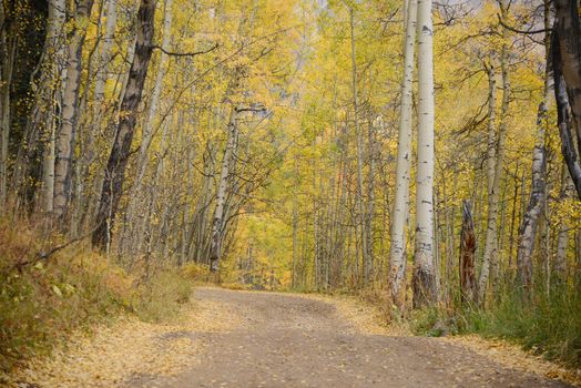 yellow aspen tree from colorado in autumn