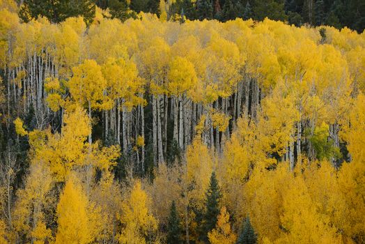 yellow aspen tree from colorado in autumn